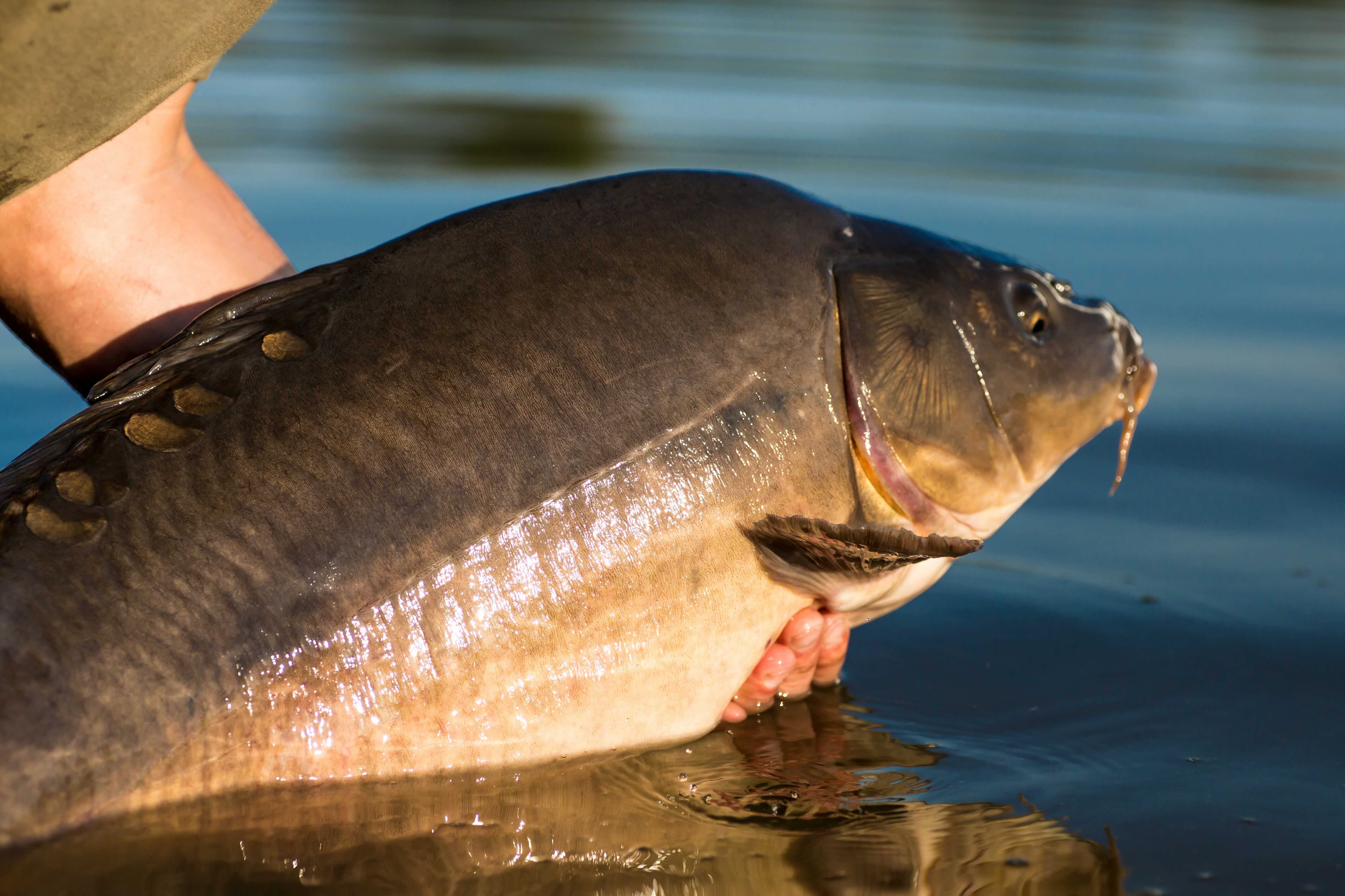 Kapr Carp Wassermann MrazAgro